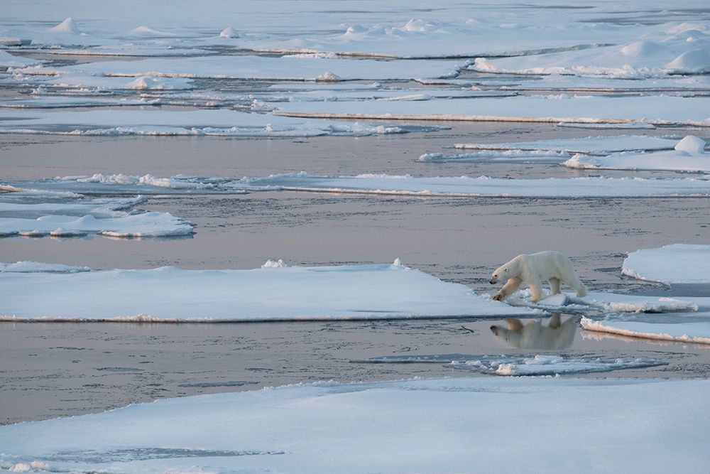 Norway-High Arctic Lone polar bear on sea ice at dusk